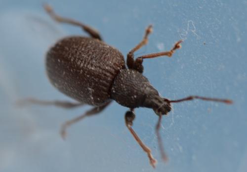 Otiorhynchus rugosostriatus